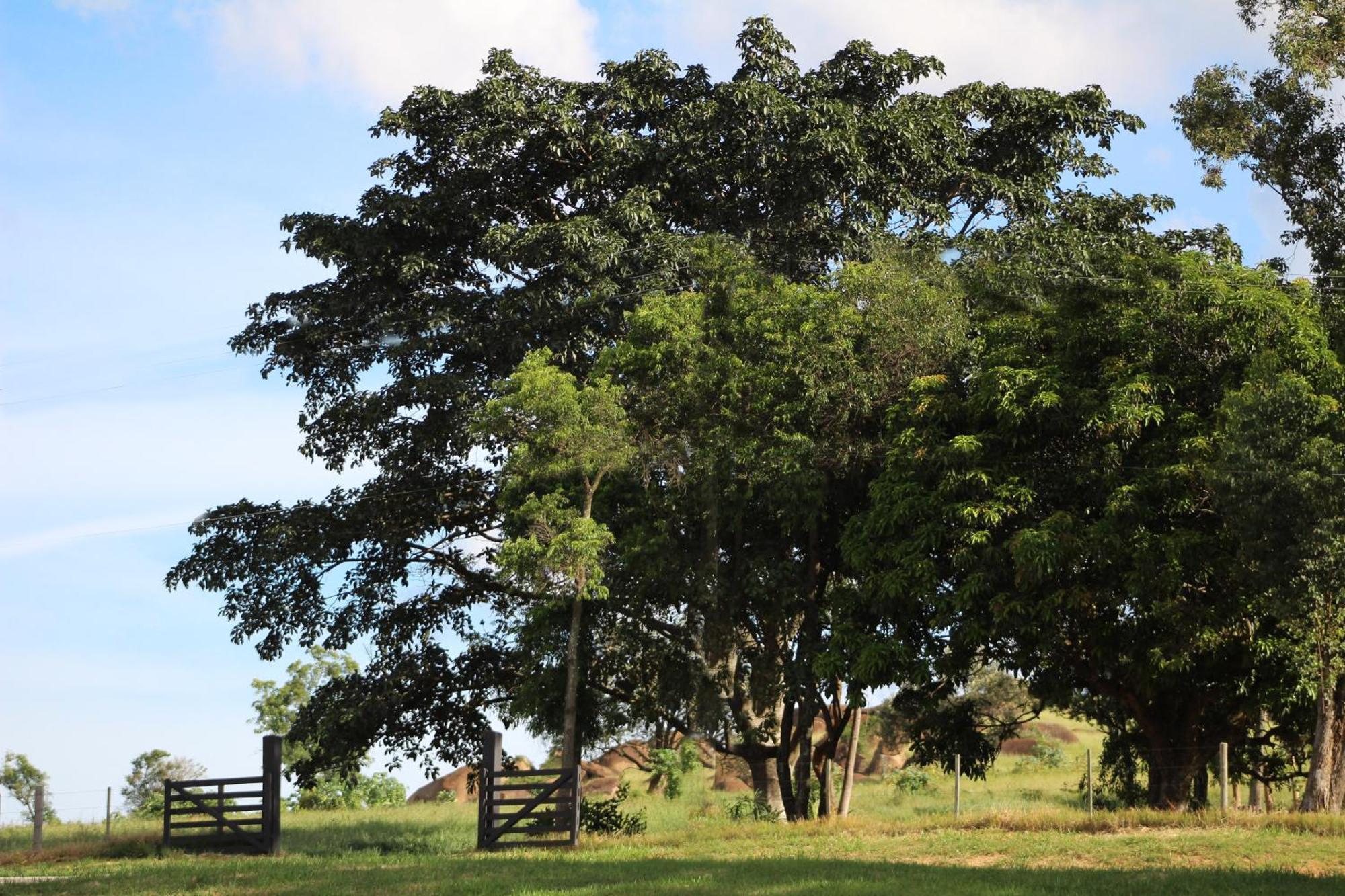 Limoeiro Da Concordia Hotel Fazenda De Charme Cabreuva Luaran gambar
